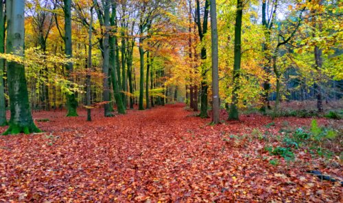 The Klever Reichswald is to become a national park