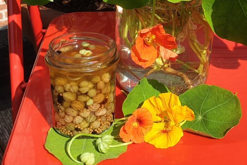 Caper substitute made from nasturtium seeds