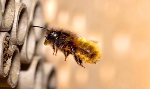 Wild bees in the agricultural landscape