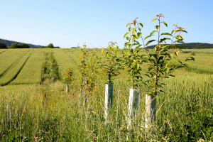 Agroforestry fields with trees