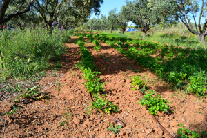 Agroforestry fields with trees