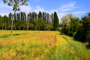 Agroforestry field with hedges