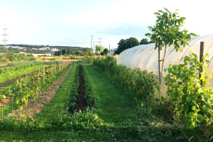 Agroforst Feld mit Hecken