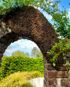 Swarm of bees on an archway