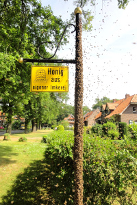 Zwerm bijen op een stok