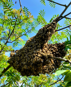 Bienenschwarm im Baum