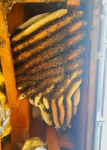 Bienenwaben im Dachstuhl