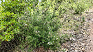 Rosemary in bloom