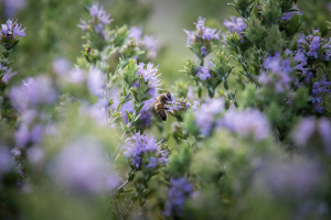 Blooming thyme with bee