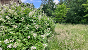 Blackberry hedge at the Aspermühle