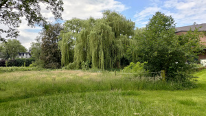 Grote treurwilg bij de Aspermühle