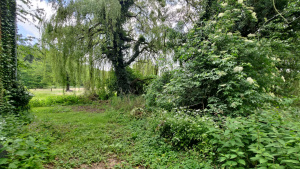 Elderberry at the Aspermühle