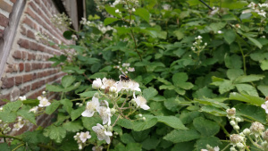 Hummel auf Brombeerblüte