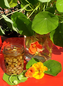 Caper substitute from nasturtium seeds