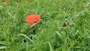 Corn poppy