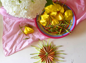 Evening primrose blossoms