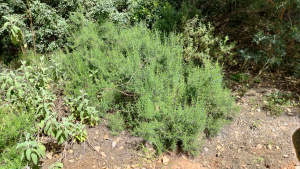 Rosemary bush