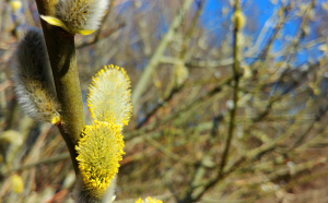 Weidenblüte