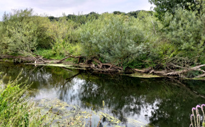 Weidenhecke an der Niers