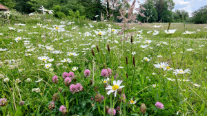 Wilde bloemenweide bij de Aspermühle