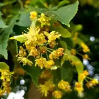 Creamy lime blossom honey image 2