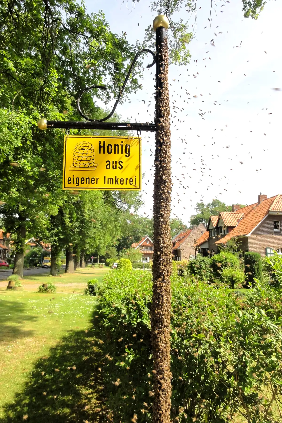 Swarm of bees on a pole