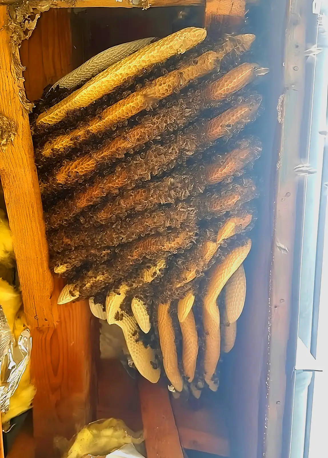 Honeycomb in the roof truss