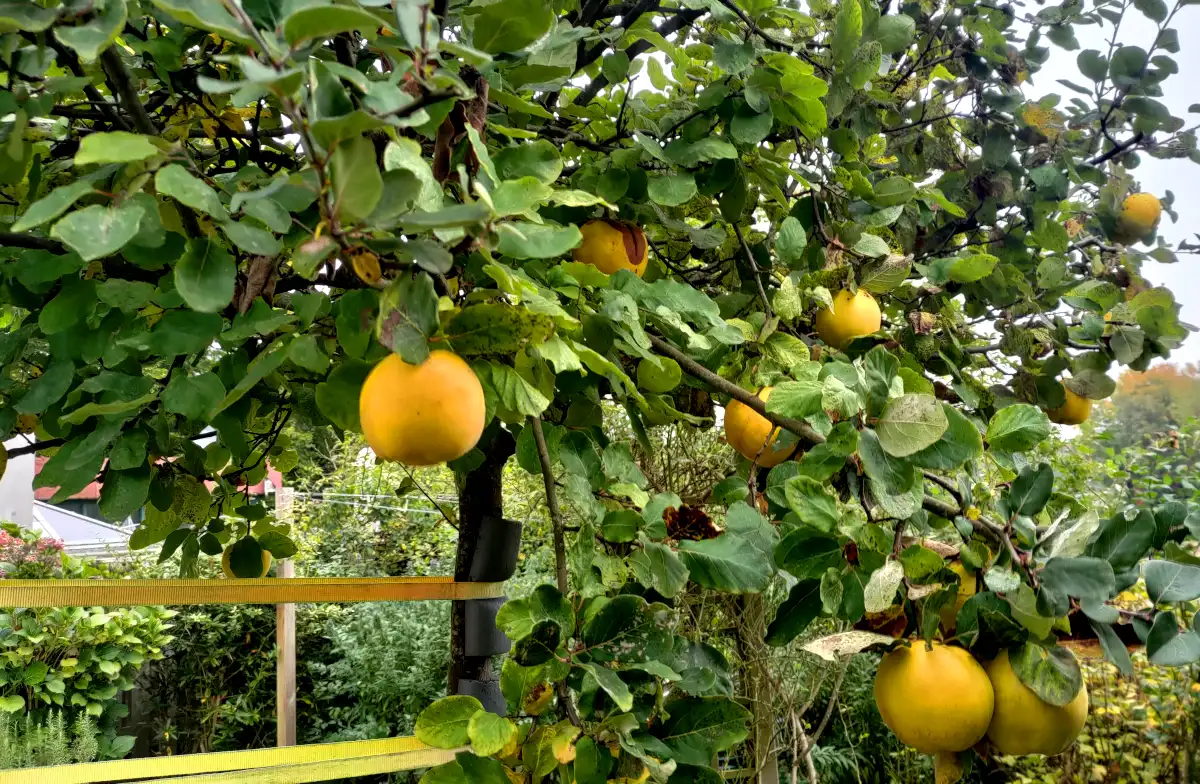 Quinces on the tree