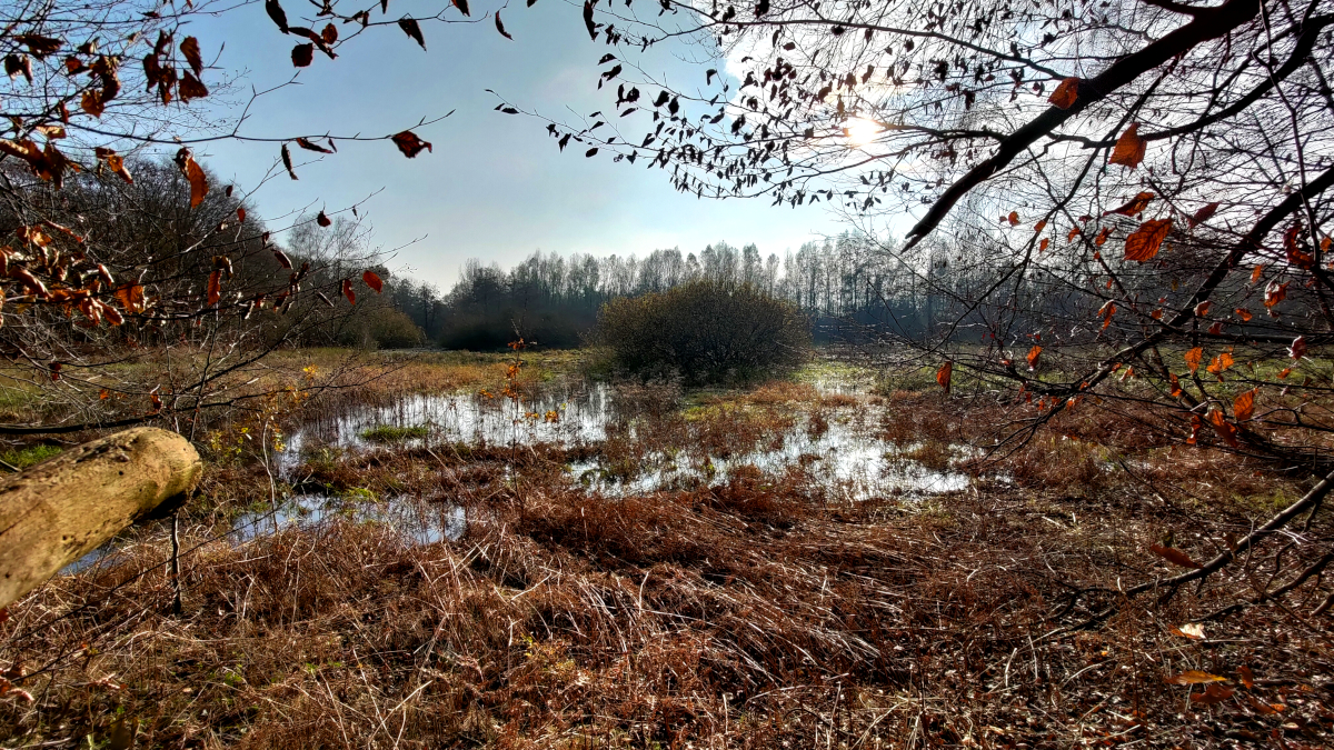 Auenwiese am Reichswald