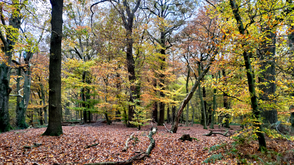 Buchen und Eichen im Reichswald