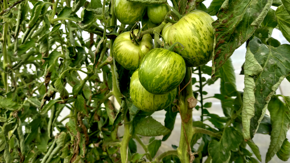 grüne Tomaten im Solawi Gewächshaus