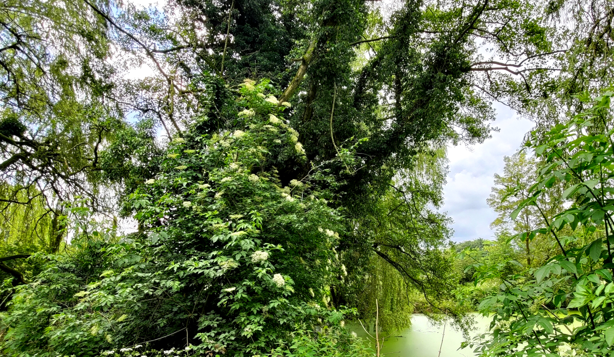 Alter Holunderstrauch an der Aspermühle