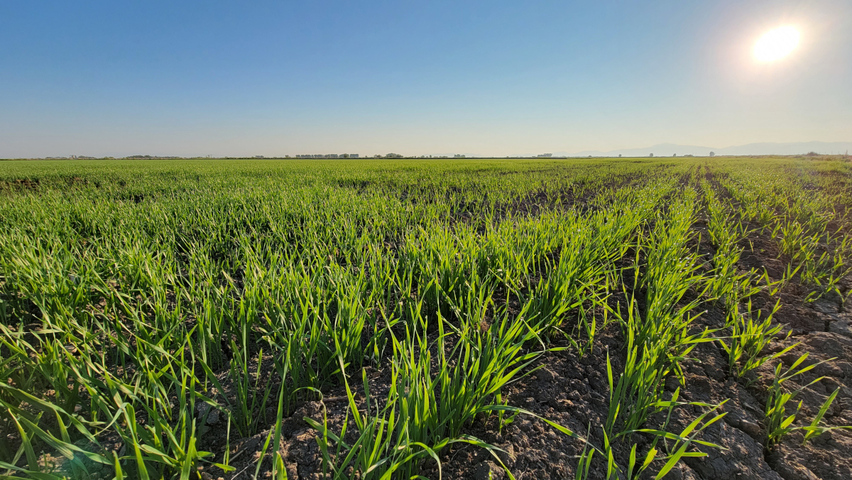 Junge Gerstenpflanzen auf dem Feld