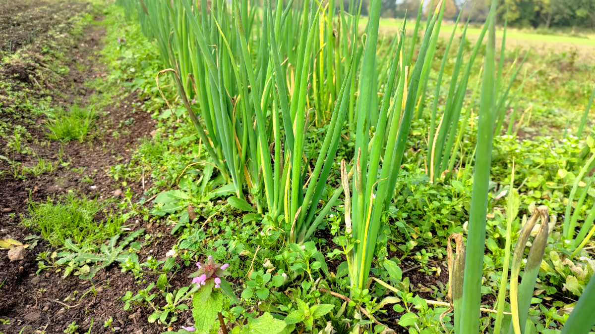 Knoblauch auf dem Solawi Feld