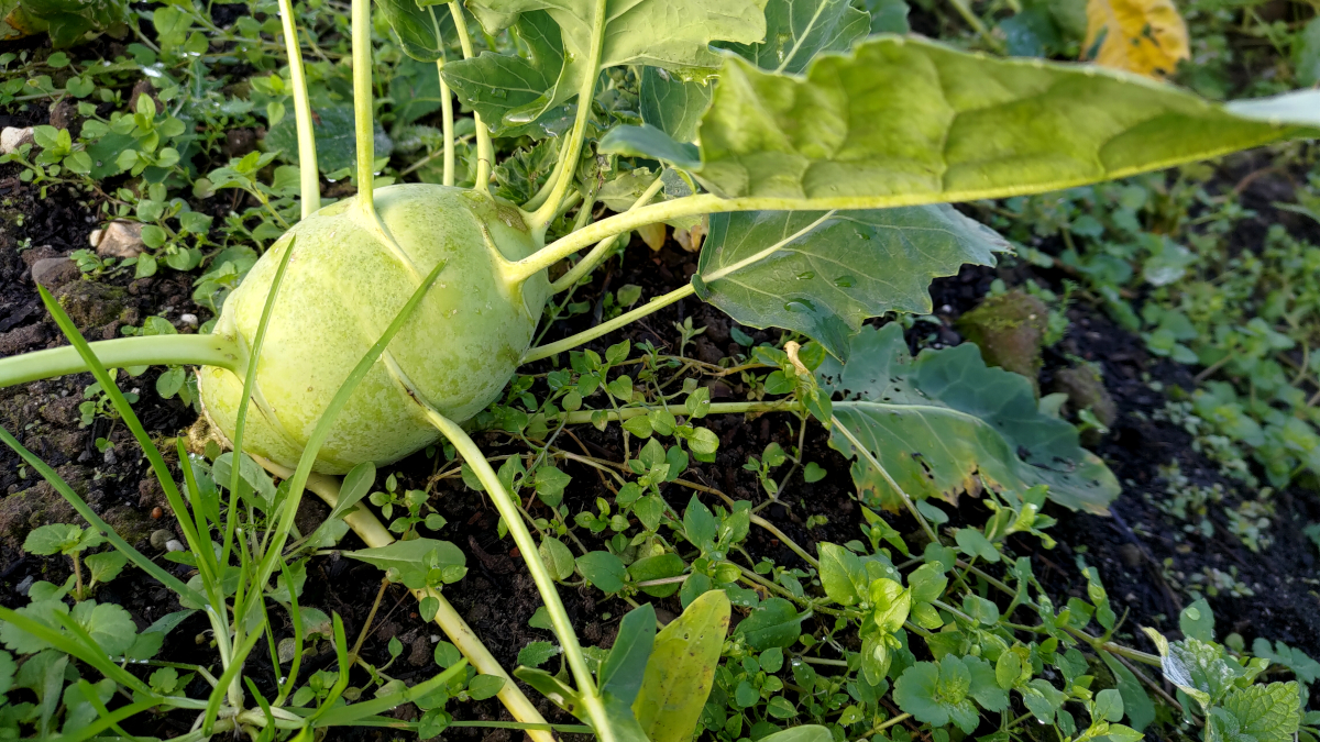 Kohlrabi