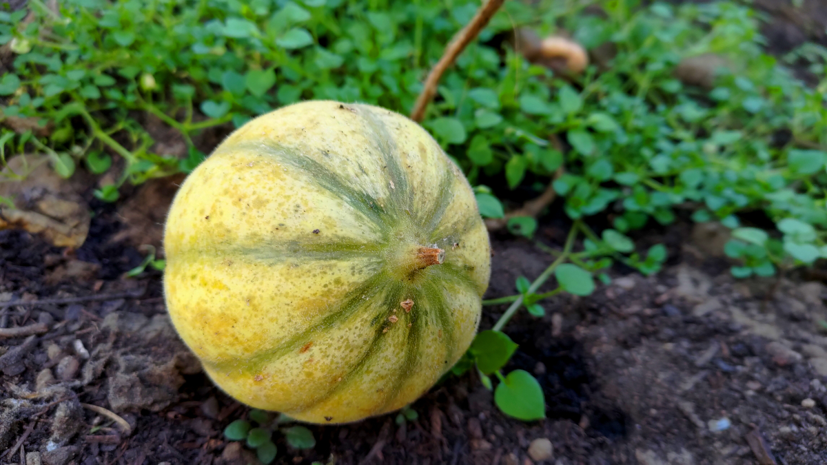 Melone im Solwai Gewächshaus