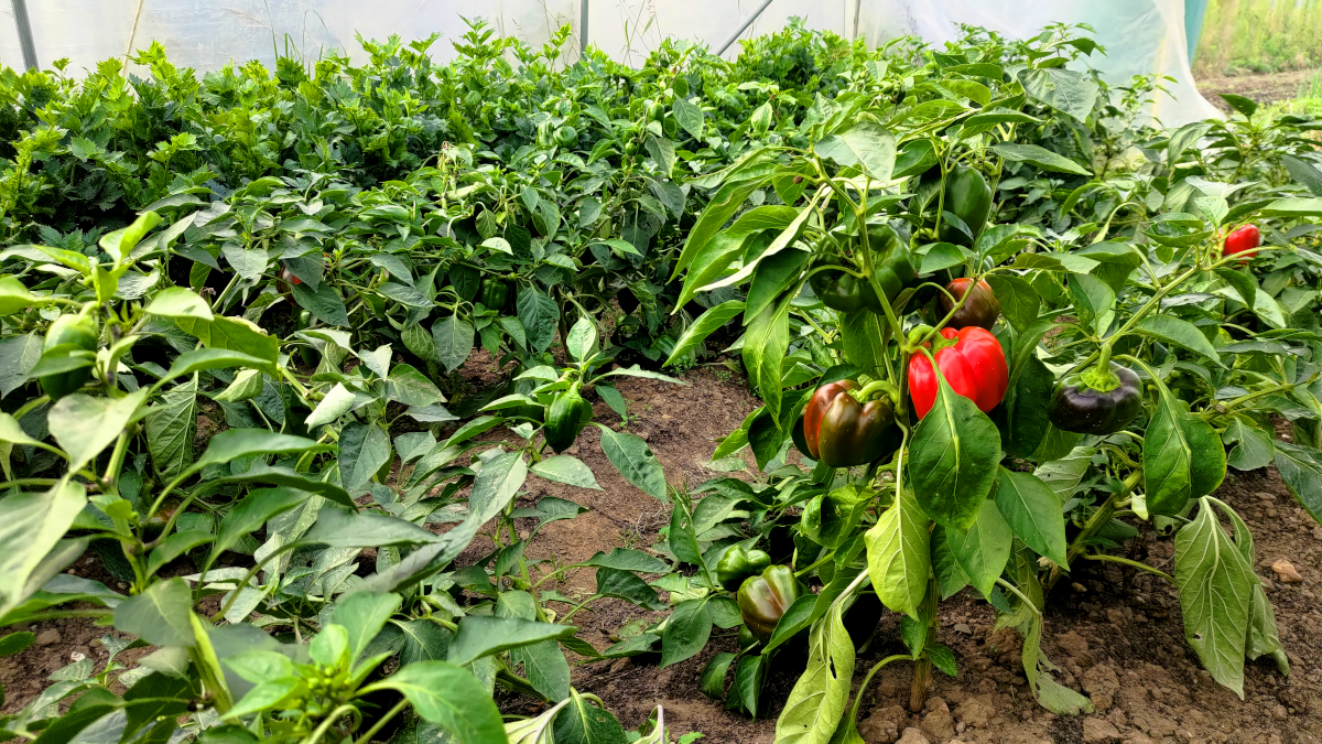 Paprika im Solawi Gewächshaus