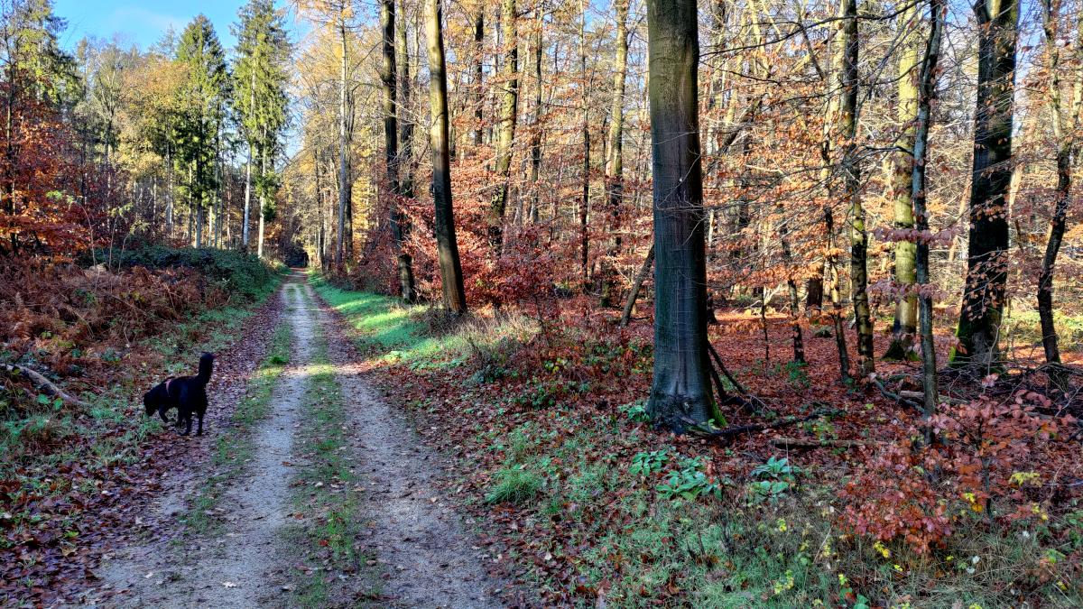 Reichswald im Herbst