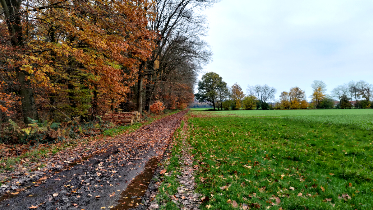 Reichswald mit angrenzendem Feld