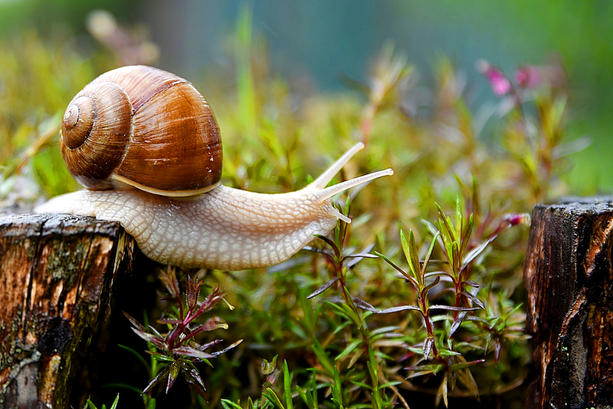 Schnecke mit Gehäuse