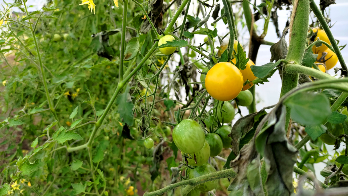 gelbe Tomate im Solawi Gewächshaus