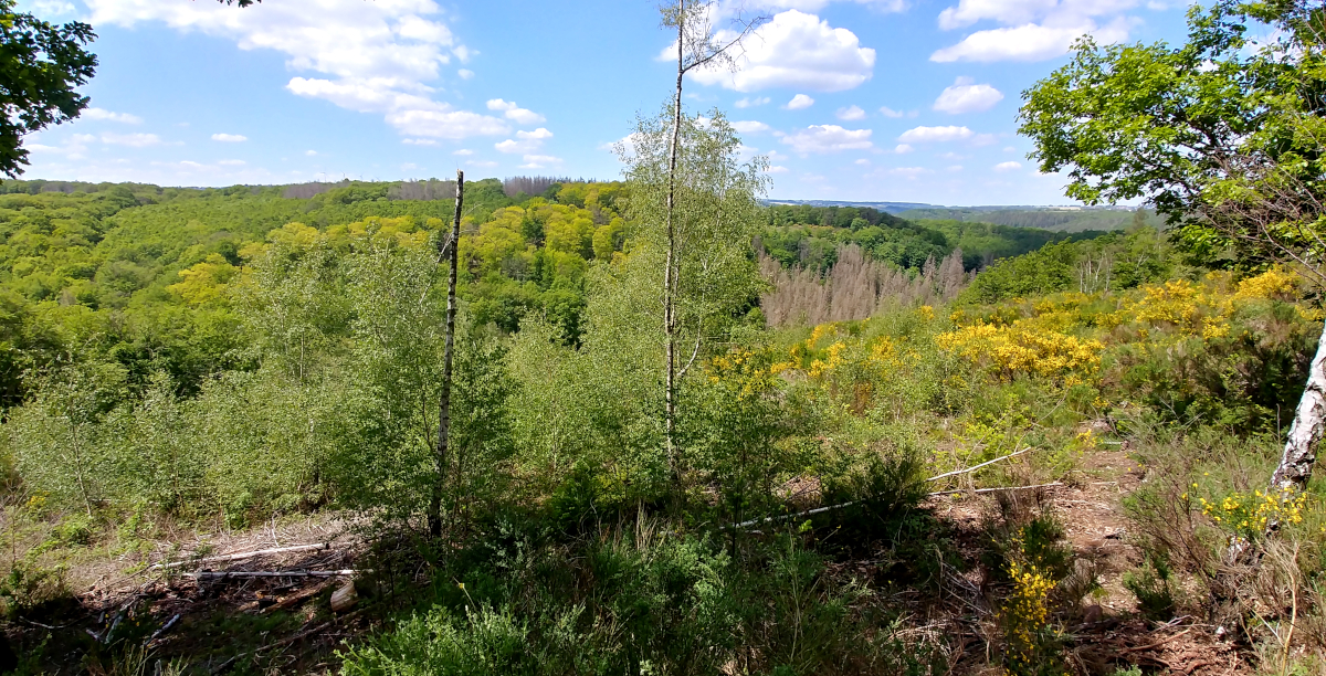 Panorama Eifel